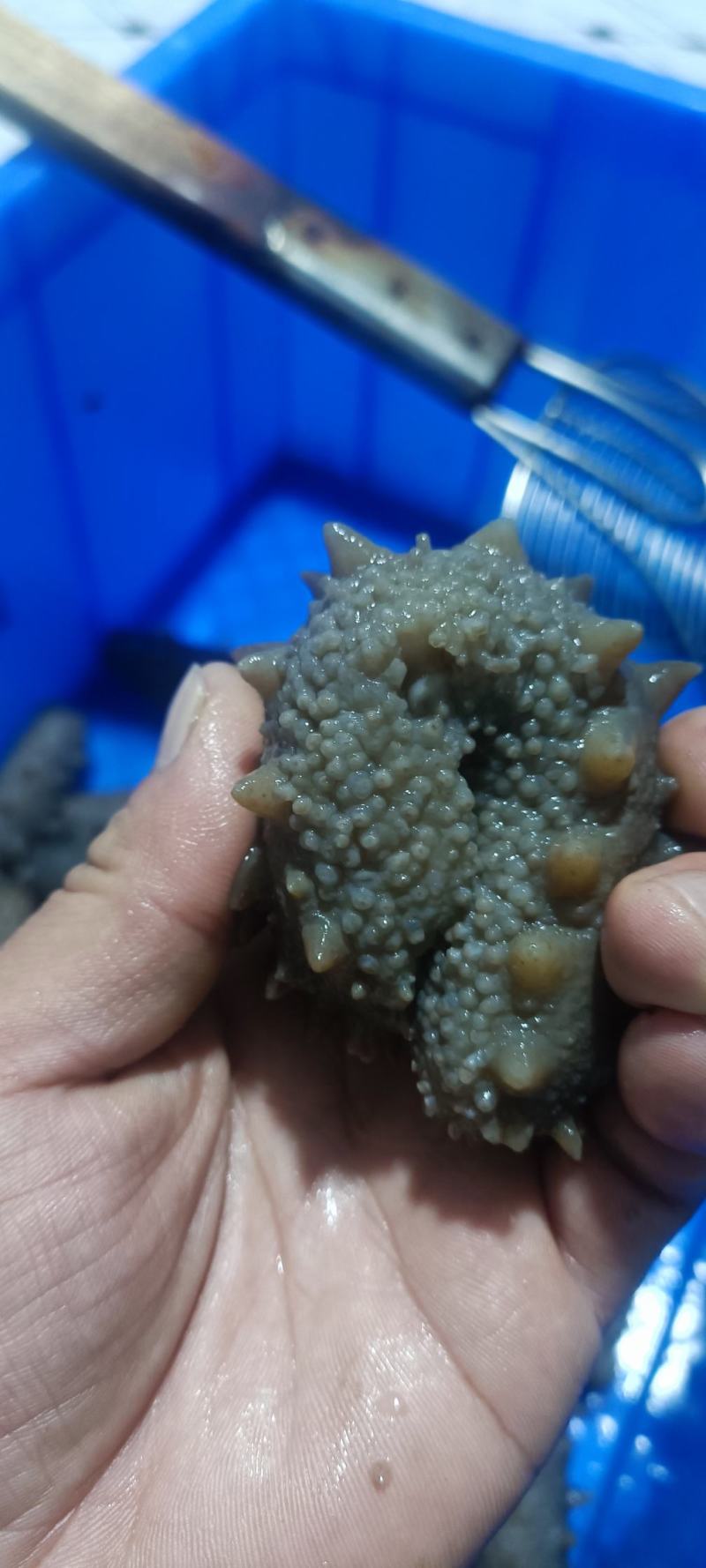 山东临沂鲜食海参量大从优厂家发货欢迎各位老板随时致电