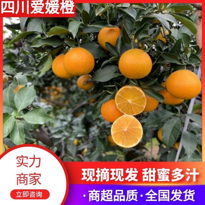 【推荐】四川眉山精品爱媛果冻橙甜蜜多汁一手货源量大价优