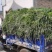 岷县提摩西草