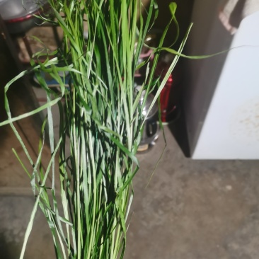 岷县提摩西草