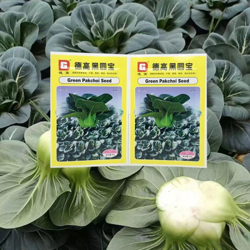 德高黑圆宝黑叶矮脚苏州青种子耐寒特矮软糯黑菜种20克原装