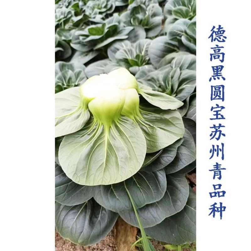德高黑圆宝黑叶矮脚苏州青种子耐寒特矮软糯黑菜种20克原装