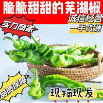 辣椒-芜湖椒-一手货源-现摘现发-品质保障-诚信经营