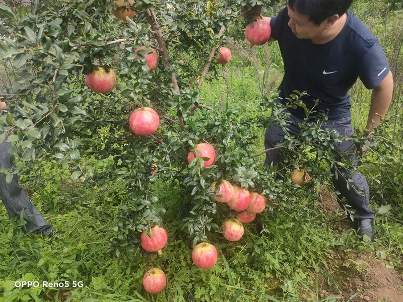 巧家鸡噜软籽石榴