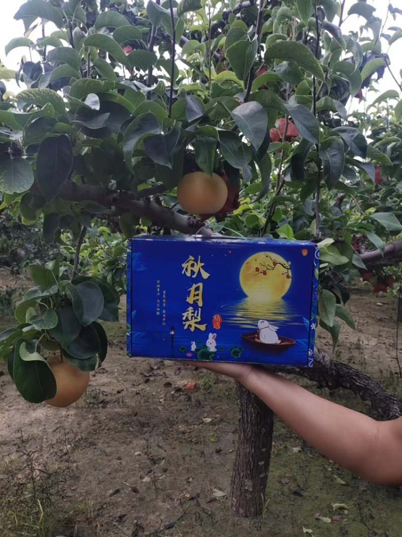 大量供应丰水梨秋月梨承接外贸加工市场礼盒加工电商一件代发