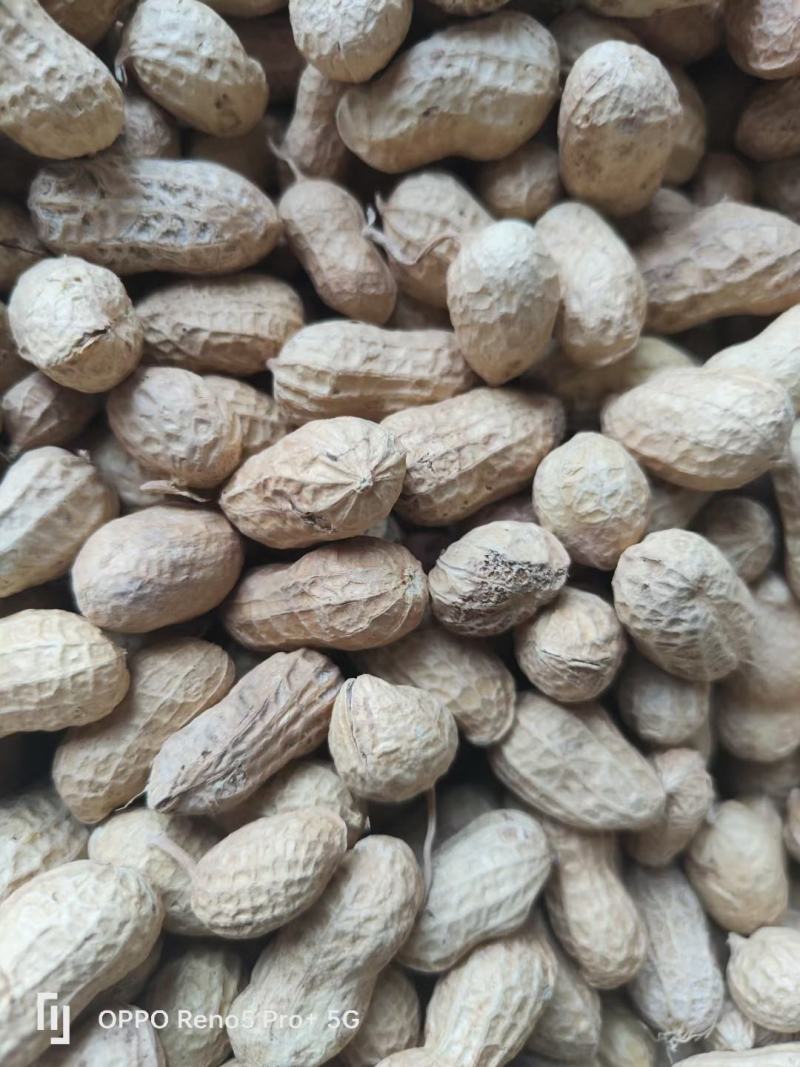 精品花生花豫20色选果货源充足量大从优欢迎咨询