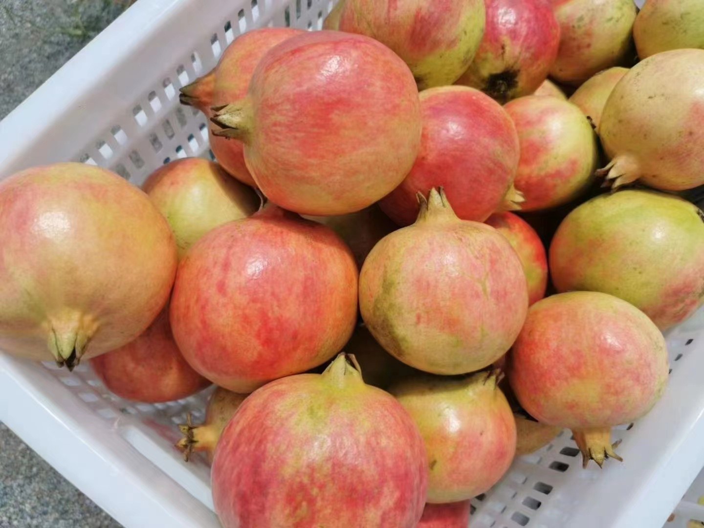 会理石榴新鲜采摘特写