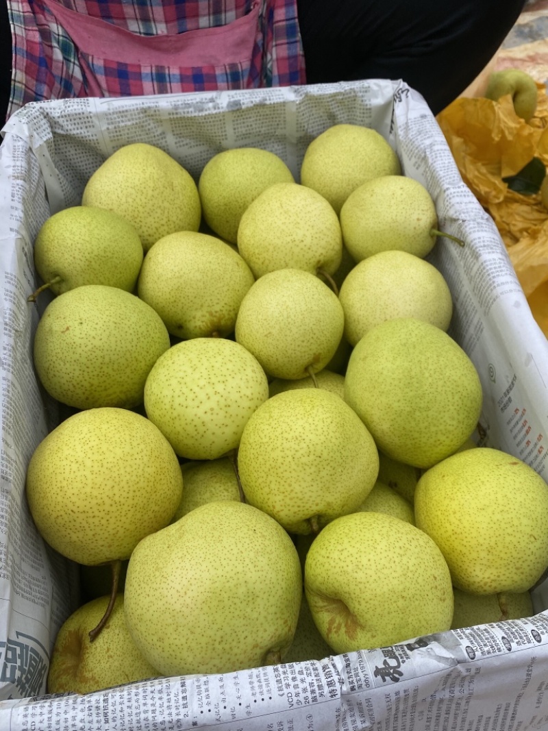 【精选】梨，雪花梨泸西高原梨基地直发口感脆甜