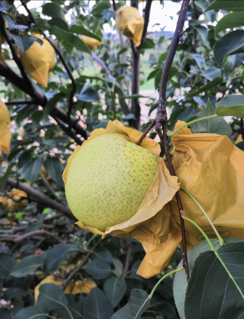 【精选】雪花梨泸西高原梨基地直发电商货社区团购