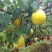 【精选】雪花梨泸西高原梨基地直发电商货社区团购