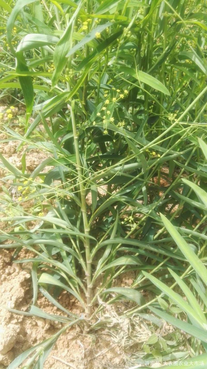 北柴胡苗切段，竹竿柴胡杆自然凉干，今年新货