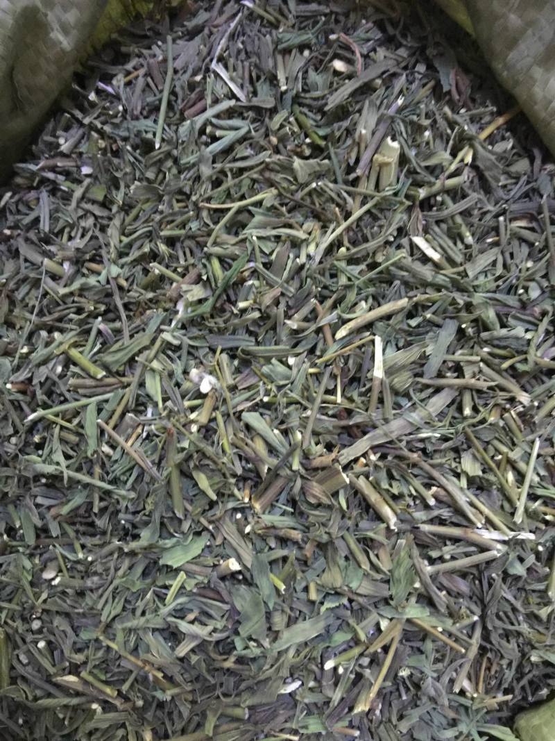 北柴胡苗切段，竹竿柴胡杆自然凉干，今年新货