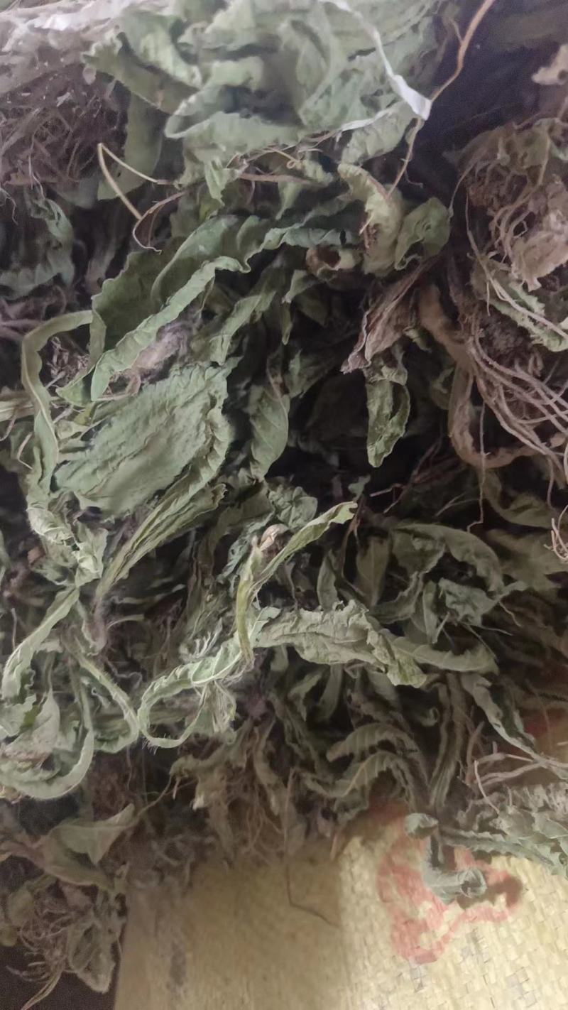 地胆草坐地娘干货无硫红花地胆头草苦地胆草