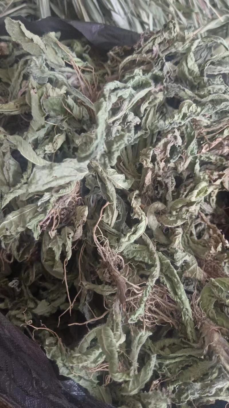 地胆草坐地娘干货无硫红花地胆头草苦地胆草