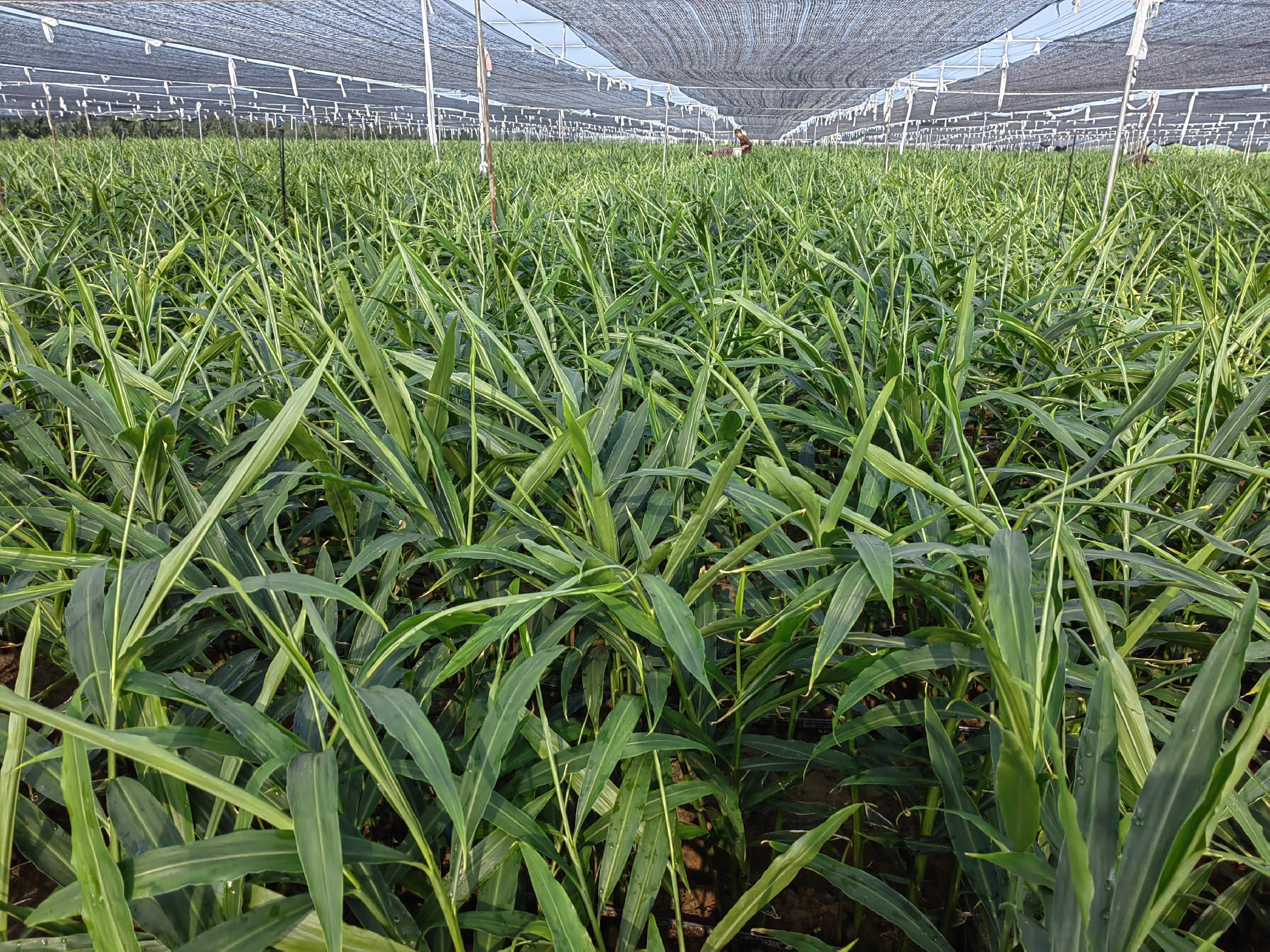 图片说明:阳光下的老姜种植基地,整齐排列的姜垄展现了标准化种植模式 老姜种植田