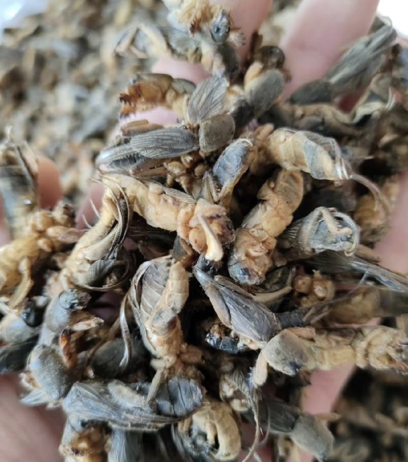 蝼蛄产地较广振兴药材批发质优价廉