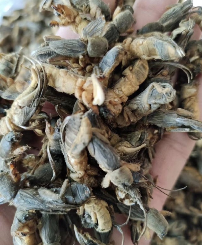 蝼蛄产地较广振兴药材批发质优价廉