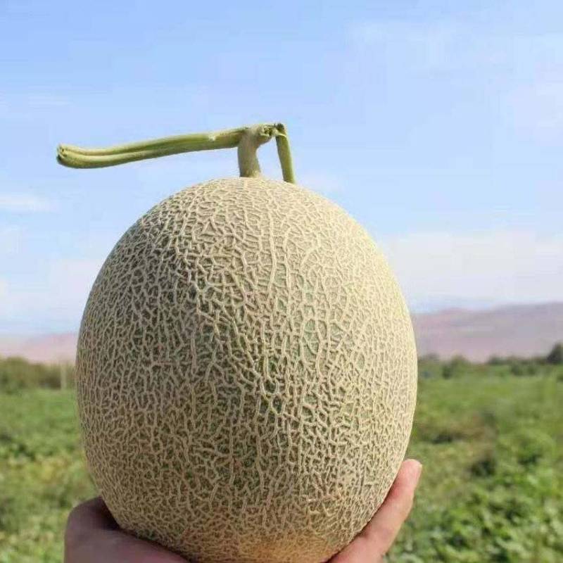 热卖推荐哈密瓜精品西周蜜瓜大量上市量大从优