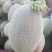 西州蜜17号小蜜25大量上市