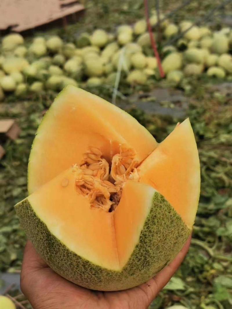 热卖推荐哈密瓜精品西周蜜瓜大量上市量大从优