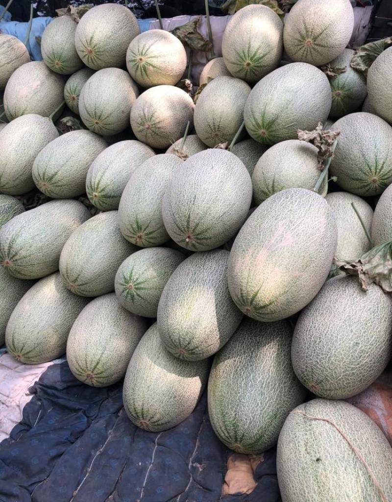热卖推荐哈密瓜精品西周蜜瓜大量上市量大从优