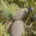 热卖推荐哈密瓜精品西周蜜瓜大量上市量大从优