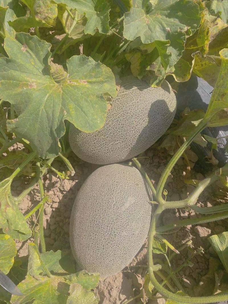 热卖推荐哈密瓜精品西周蜜瓜大量上市量大从优
