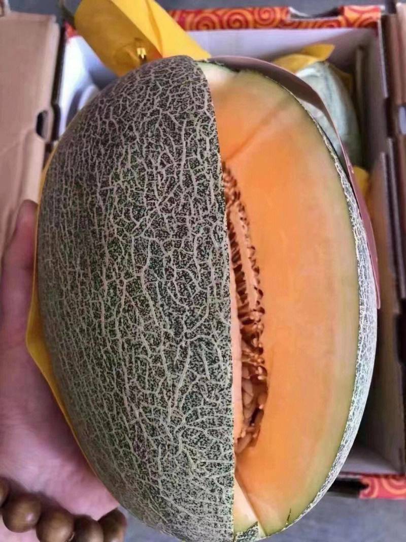 热卖推荐哈密瓜精品西周蜜瓜大量上市量大从优
