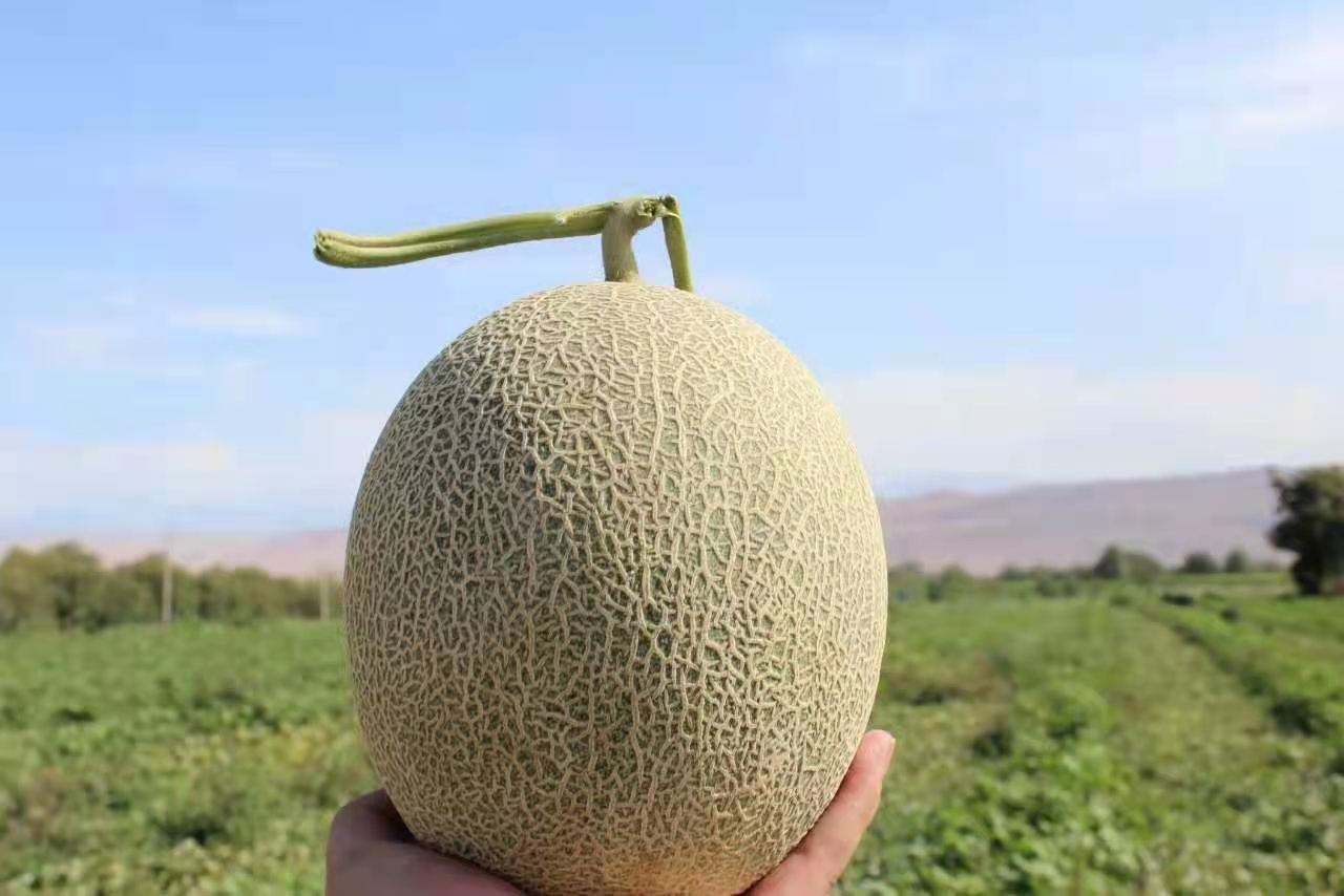 新疆哈密瓜田实景图