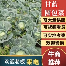 精品甘蓝圆包菜大个头产地直供质美价优欢迎致电货源充足
