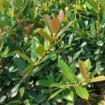 基地直供蚊母杯苗蚊母毛球蚊母色块虹母芽苗虹母精球量大从优