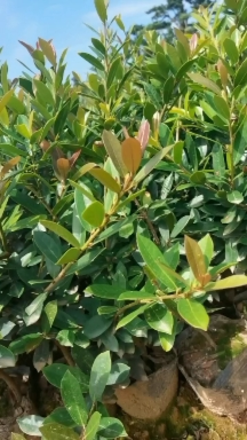 基地直供蚊母杯苗蚊母毛球蚊母色块虹母芽苗虹母精球量大从优