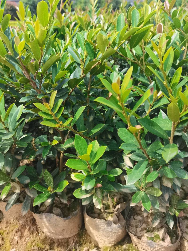 基地直供蚊母杯苗蚊母毛球蚊母色块虹母芽苗虹母精球量大从优