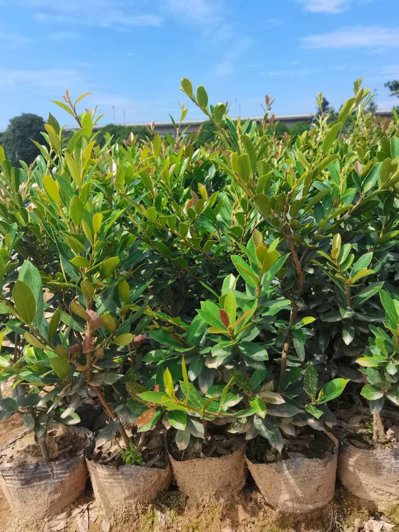 基地直供蚊母杯苗蚊母毛球蚊母色块虹母芽苗虹母精球量大从优
