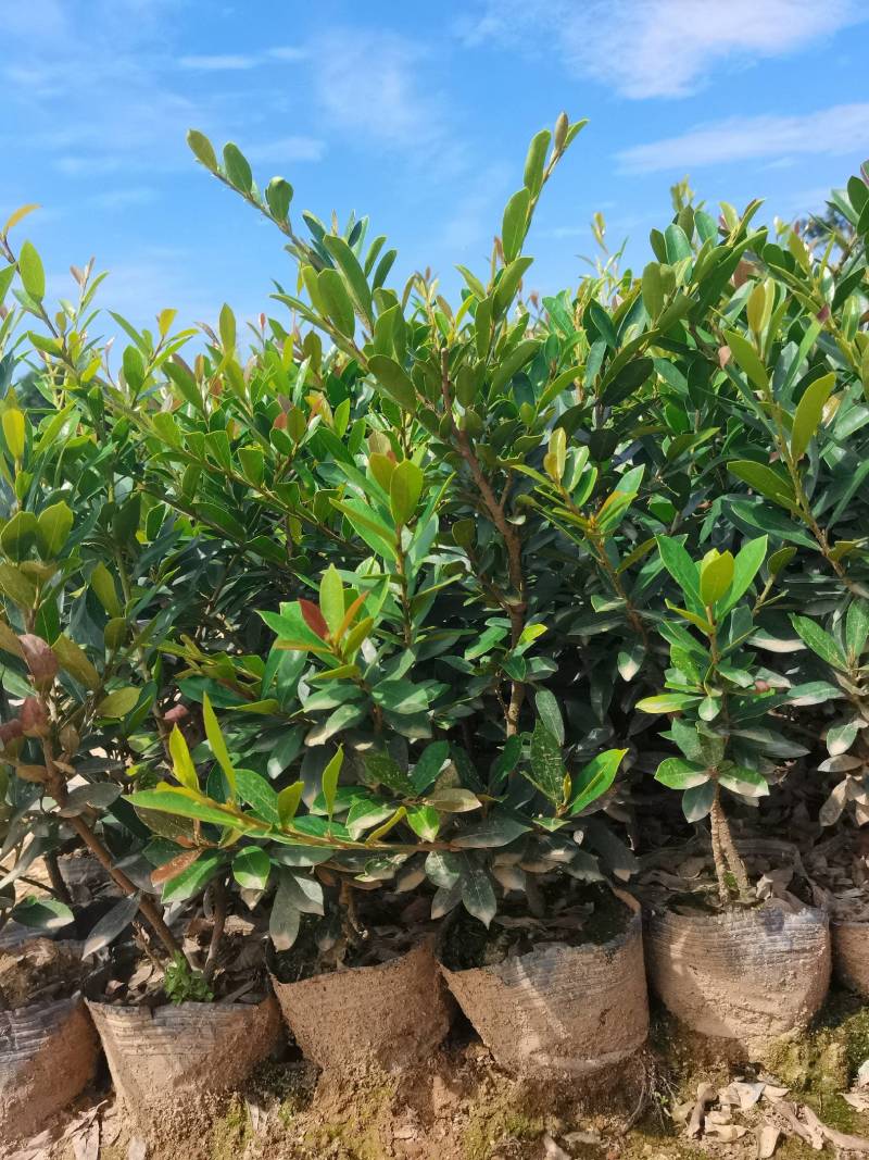 基地直供蚊母杯苗蚊母毛球蚊母色块虹母芽苗虹母精球量大从优