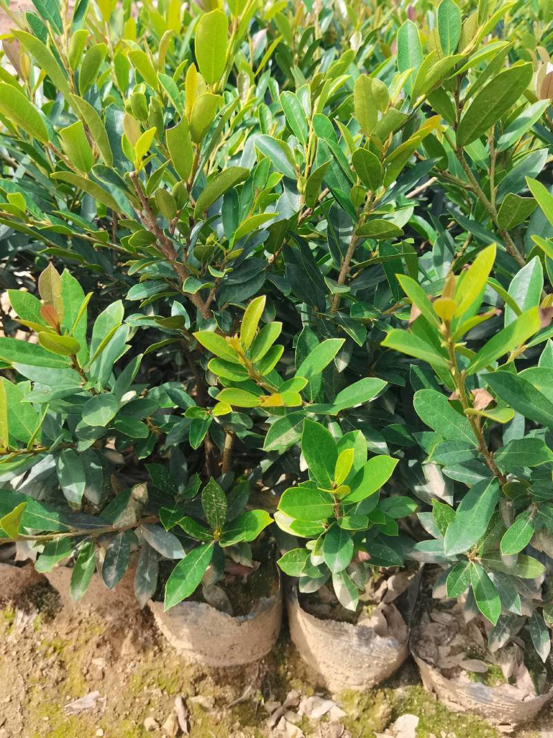 基地直供蚊母杯苗蚊母毛球蚊母色块虹母芽苗虹母精球量大从优