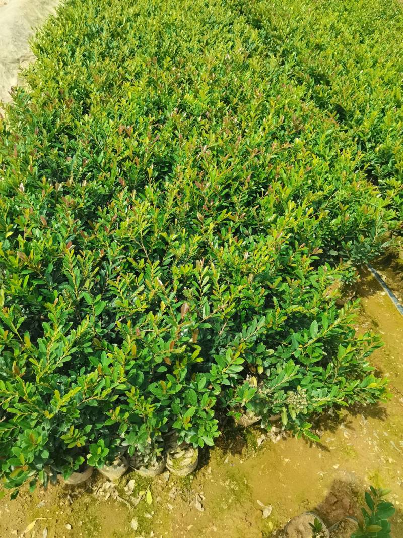 基地直供蚊母杯苗蚊母毛球蚊母色块虹母芽苗虹母精球量大从优