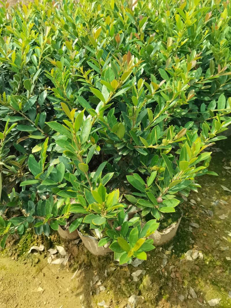 基地直供蚊母杯苗蚊母毛球蚊母色块虹母芽苗虹母精球量大从优