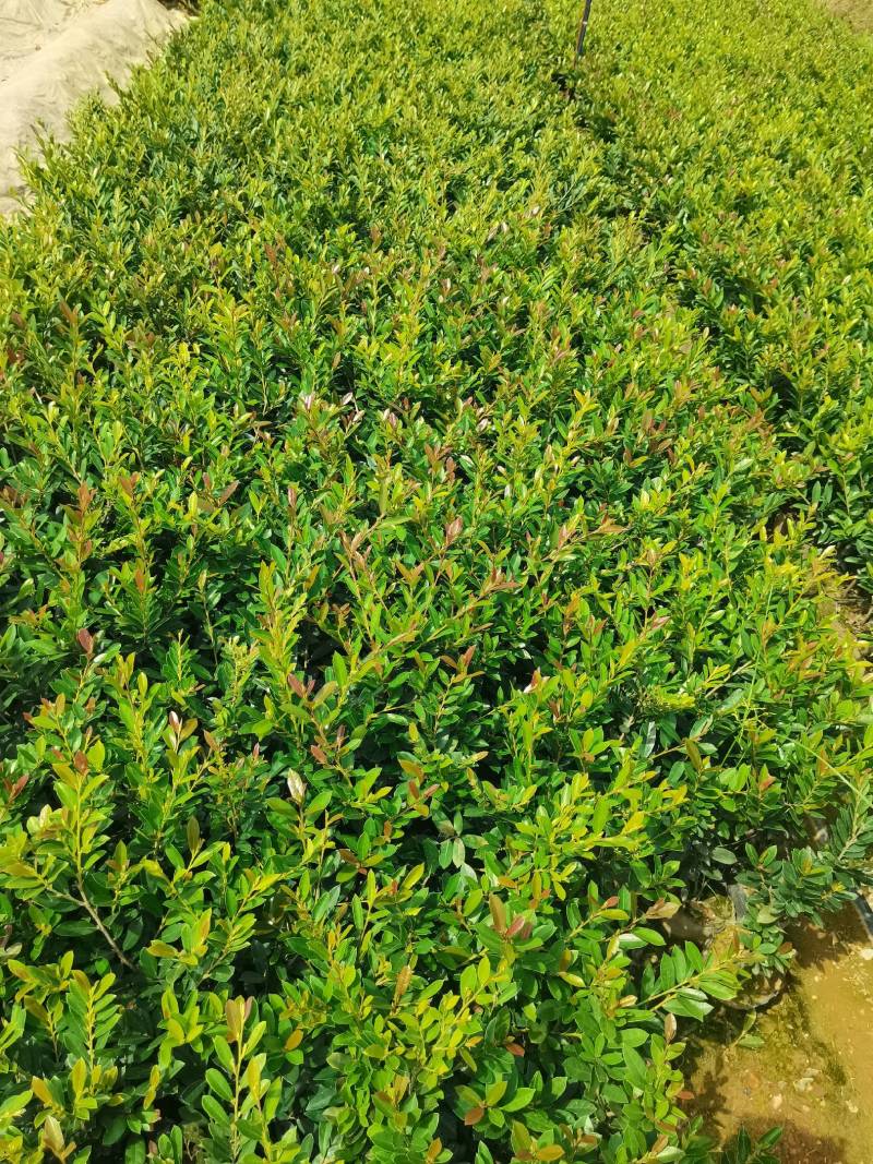 基地直供蚊母杯苗蚊母毛球蚊母色块虹母芽苗虹母精球量大从优