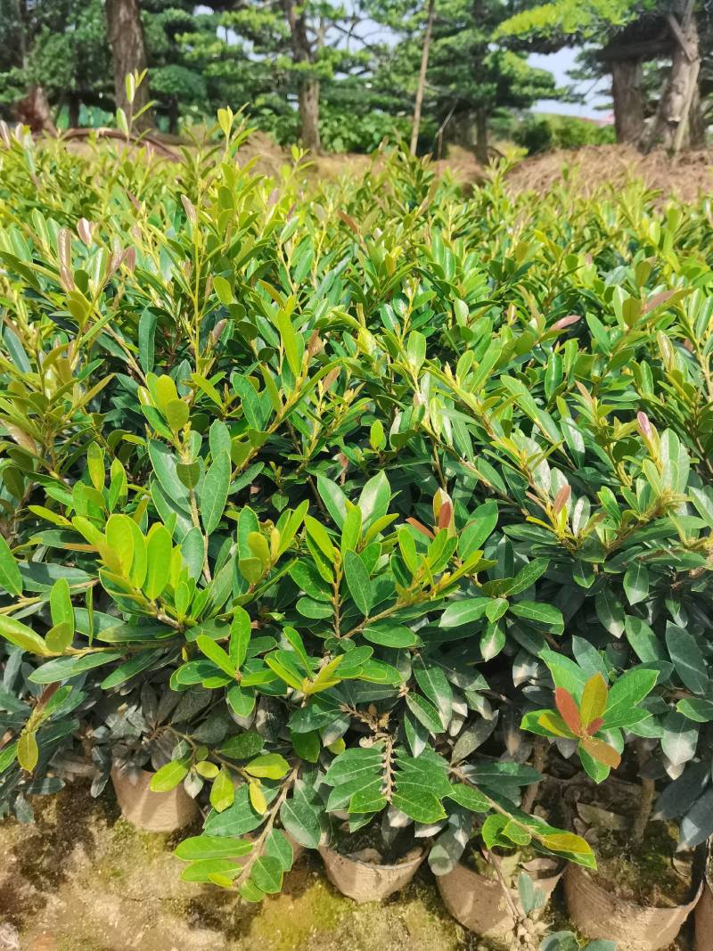 基地直供蚊母杯苗蚊母毛球蚊母色块虹母芽苗虹母精球量大从优