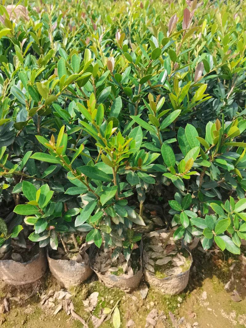 基地直供蚊母杯苗蚊母毛球蚊母色块虹母芽苗虹母精球量大从优