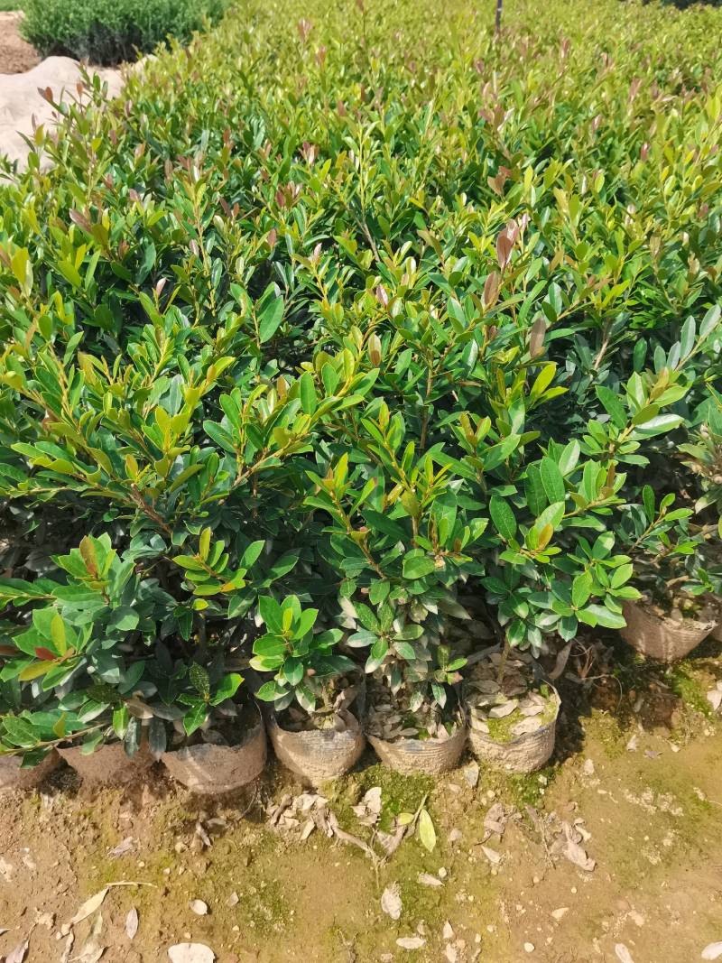 基地直供蚊母杯苗蚊母毛球蚊母色块虹母芽苗虹母精球量大从优