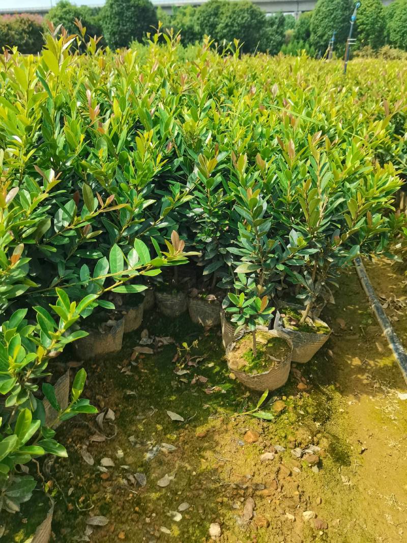 基地直供蚊母杯苗蚊母毛球蚊母色块虹母芽苗虹母精球量大从优