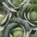 云南陆良县甘蓝圆包菜持续走车量大从优无虫眼保质保量