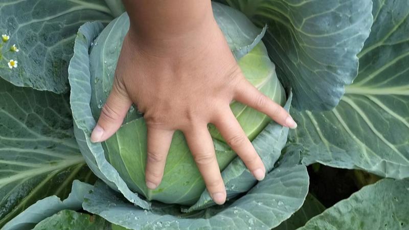 云南陆良县甘蓝圆包菜持续走车量大从优无虫眼保质保量