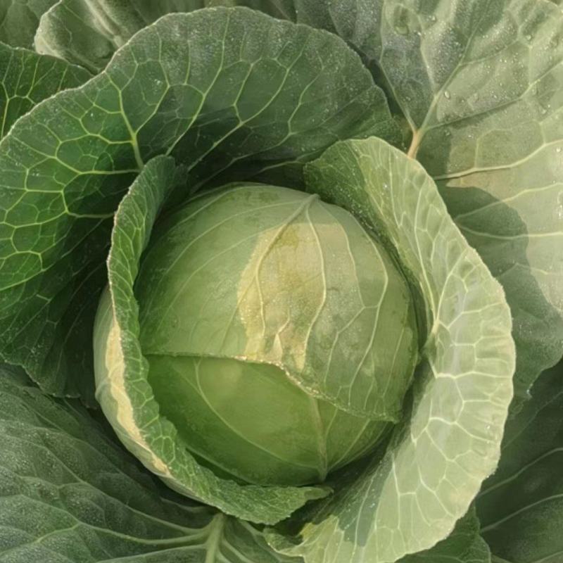 云南陆良县甘蓝圆包菜持续走车量大从优无虫眼保质保量