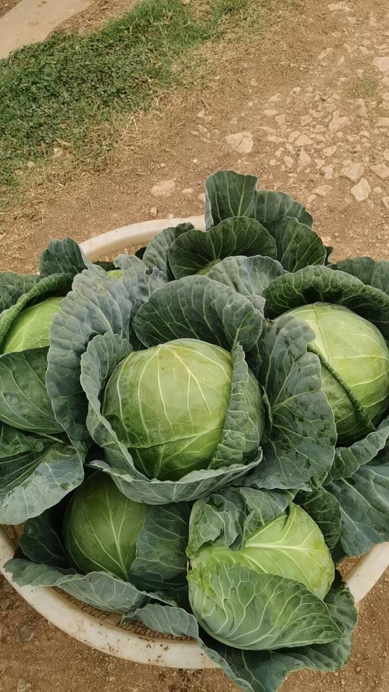 云南陆良县甘蓝圆包菜持续走车量大从优无虫眼保质保量