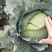云南陆良县甘蓝圆包菜持续走车量大从优无虫眼保质保量