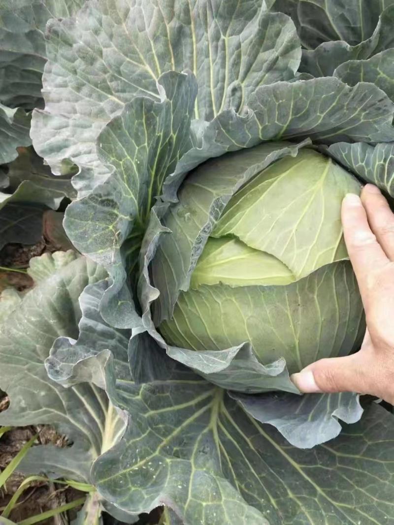 云南陆良县甘蓝圆包菜持续走车量大从优无虫眼保质保量