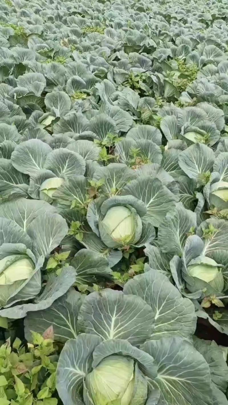 云南陆良县甘蓝圆包菜持续走车量大从优无虫眼保质保量